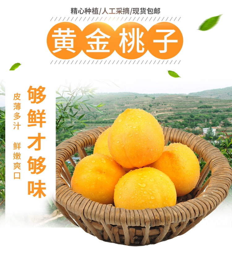 黄金芒果脆甜黄油桃