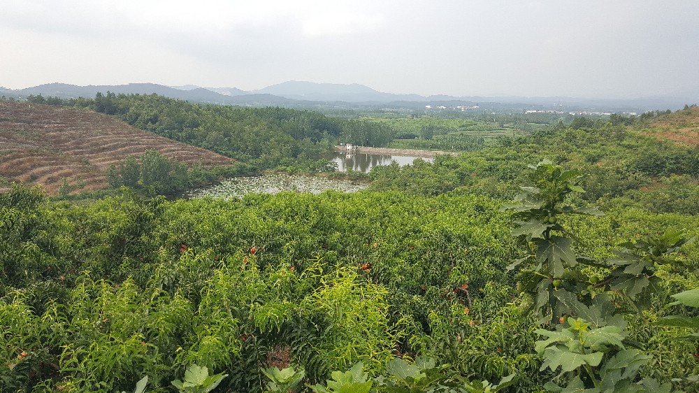 黄金蜜一号果园